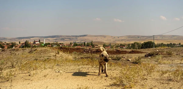 Faithful Shepherd Dogs Protect Flock Sheep Wolves Anatolian Kangal Dogs — Zdjęcie stockowe