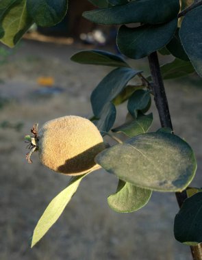 unripe raw quince on the tree, unripe raw quince,