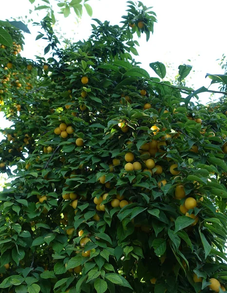 Large Number Ripe Yellowing Plums Leaves Plum Tree — 图库照片
