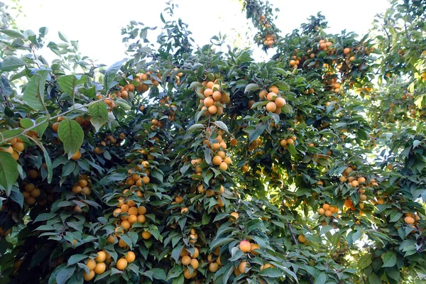 Large Number Ripe Yellowing Plums Leaves Plum Tree — 图库照片