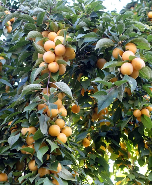 Large Number Ripe Yellowing Plums Leaves Plum Tree — 图库照片