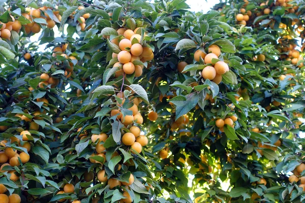 Large Number Ripe Yellowing Plums Leaves Plum Tree — Photo