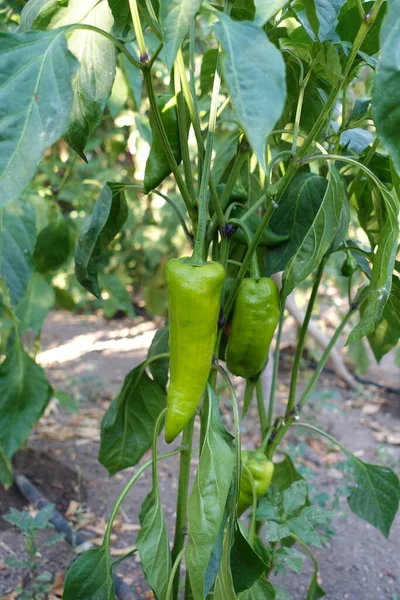 Natural Fresh Bell Pepper Garden Bell Pepper Grown Garden — Photo