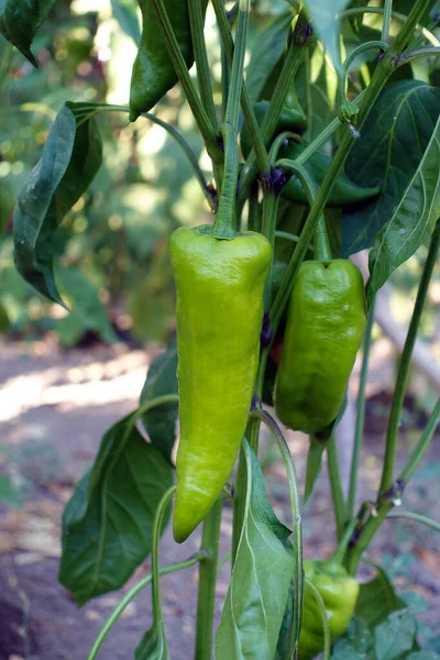 natural and fresh capia pepper in the garden, capia pepper grown in the garden,