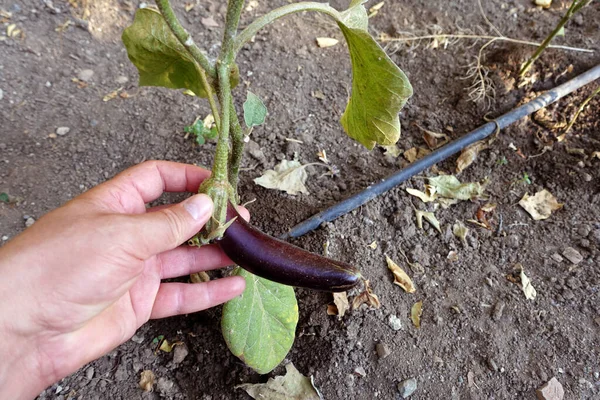 Natural Fresh Eggplant Garden Eggplants Grown Garden — Stockfoto