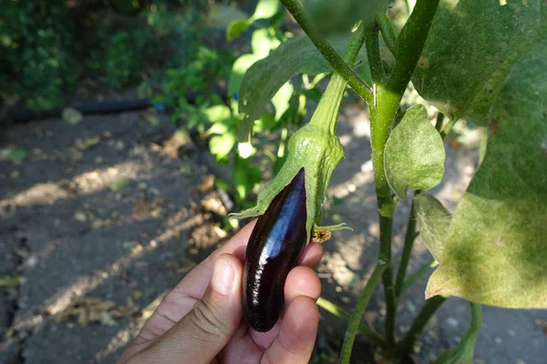 Natural Fresh Eggplant Garden Eggplants Grown Garden — Photo