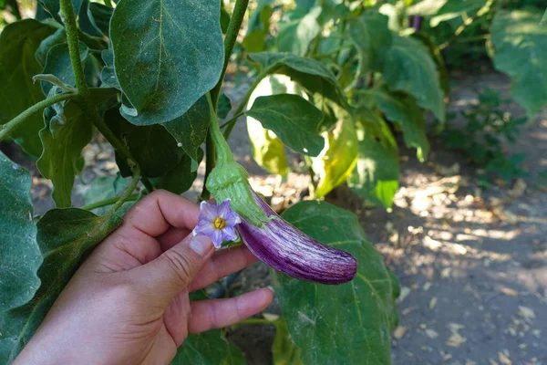 Different Eggplant Species Eggplants Grown Garden Eggplant Flower Eggplants Formed — Photo