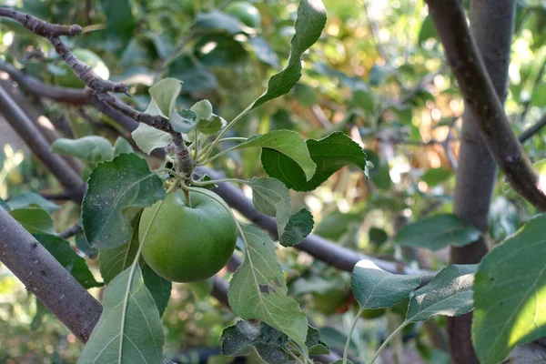 green apple with leaves on the tree, sour green apple,