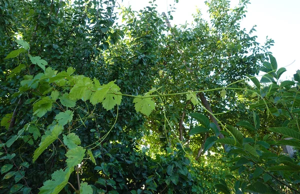 grape vine shoots and leaves,grape leaves,fresh vine leaves,