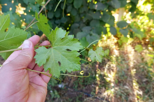 Grape Vine Shoots Leaves Grape Leaves Fresh Vine Leaves — Stockfoto