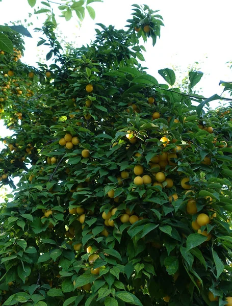 Large Number Ripe Yellowing Plums Leaves Plum Tree — Photo