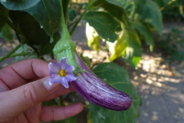 Different Eggplant Species Eggplants Grown Garden Eggplant Flower Eggplants Formed — 图库照片