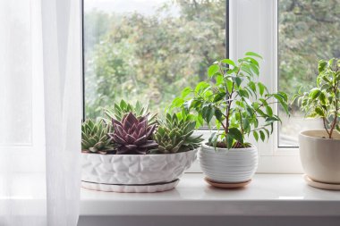 Pencere pervazında beyaz tüller ve saksıda bitkiler var. Pencereden doğanın görüntüsü 