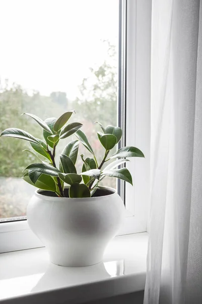 Junge Topfpflanze Ficus Elastica Auf Der Fensterbank Zimmer — Stockfoto