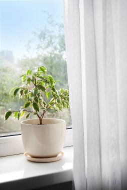Genç Ficus benjamina 'yı odanın pencere eşiğine sakladım..