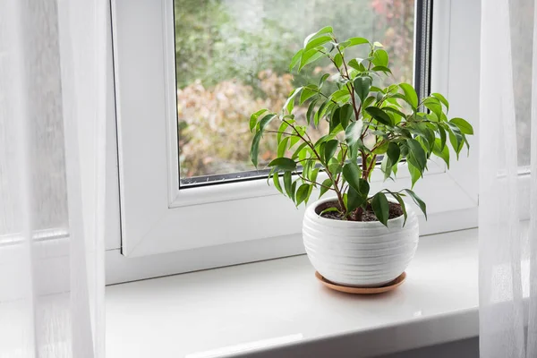 Pot Jeune Ficus Benjamina Plante Sur Rebord Fenêtre Dans Chambre — Photo