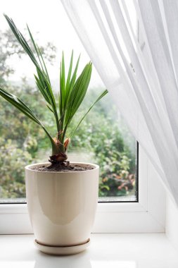 Odadaki pencere pervazına genç hurma ağaçları konmuştu..