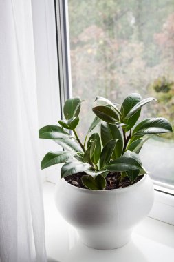 Genç Ficus elastica bitkisini odanın pencere eşiğine yerleştirdim..