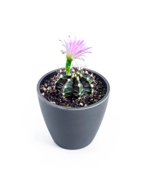 Mammillaria Cactus Maceta Aislada Sobre Fondo Blanco — Foto de Stock