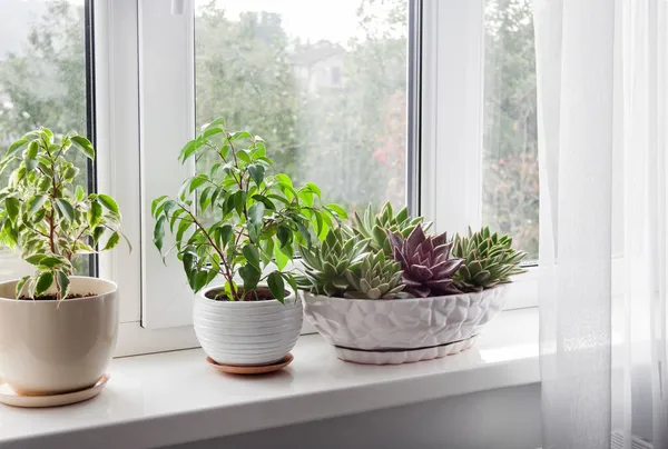 Fenster Mit Weißem Tüll Und Topfpflanzen Auf Der Fensterbank Blick — Stockfoto
