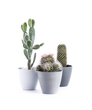 Beyaz zemin üzerinde izole edilmiş kaktüs (Mammillaria ve Opuntia microdasys) çeşitliliği