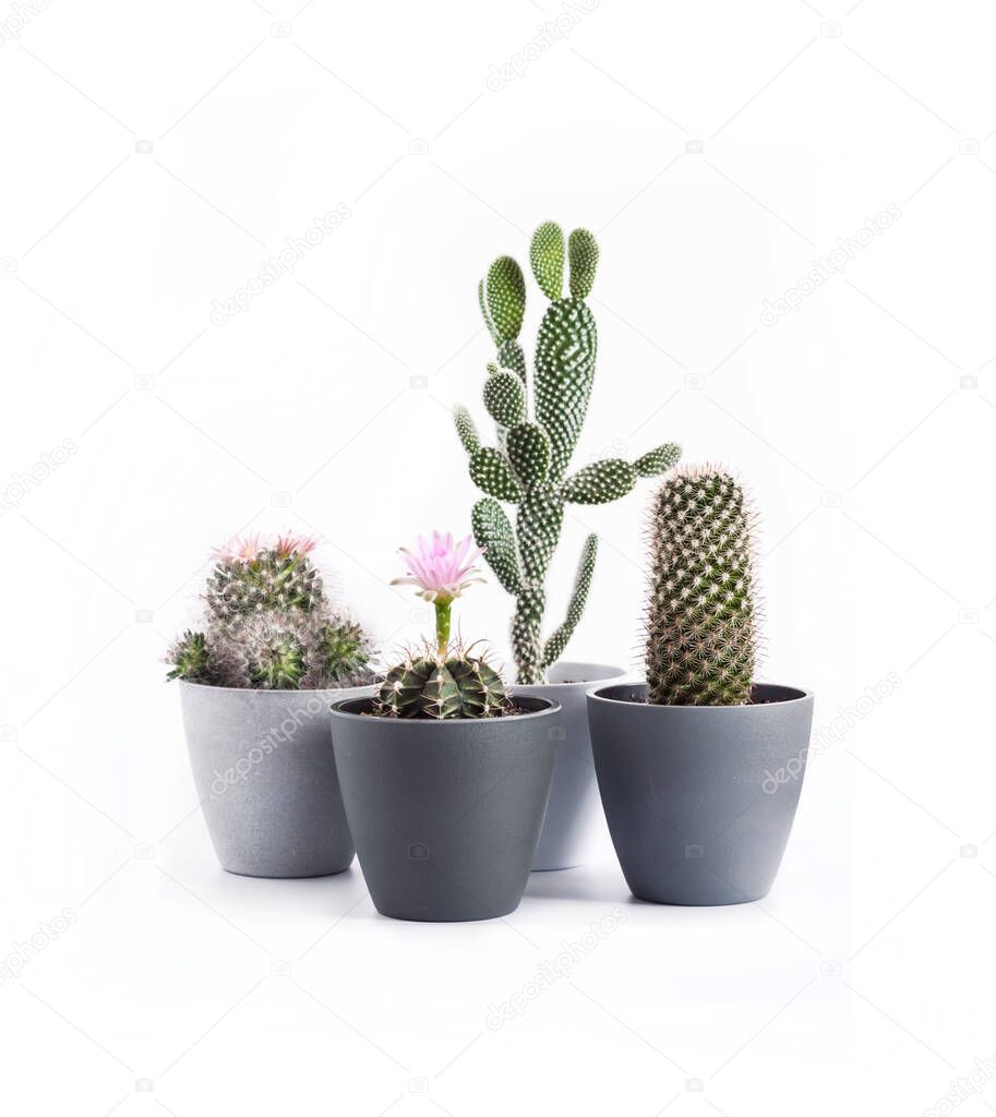 Variety of potted cacti (Gymnocalycium mihanovichii, Mammillaria, Opuntia microdasys) isolated on white background