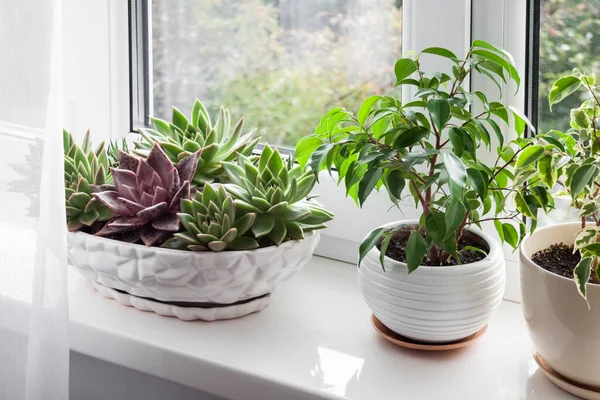 Fenêtre Avec Tulle Blanc Plantes Pot Sur Rebord Fenêtre Vue — Photo