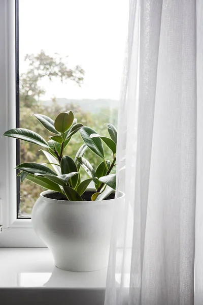 Junge Topfpflanze Ficus Elastica Auf Der Fensterbank Zimmer — Stockfoto