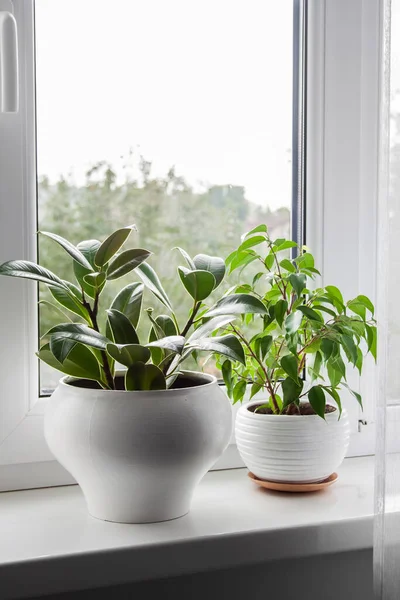 Topfpflanzen Ficus Elastica Und Ficus Benjamina Auf Der Fensterbank Zimmer — Stockfoto