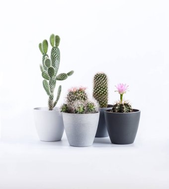 Beyaz arka planda bulunan çeşitli kaktüsler (Gymnocalycium mihanovichii, Mammillaria, Opuntia microdasys) izole edilmiştir.