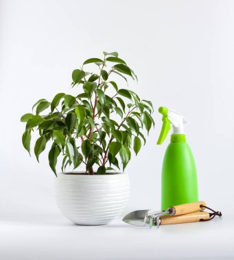 Ficus benjamina bitkisi ve beyaz arka planda yeşil sprey şişesi. Çiçek bakımı