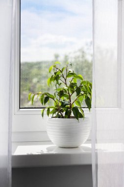 Genç Ficus benjamina 'yı güneşli bir günde odanın pencere eşiğine sakladım.