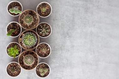 Kaktüs ve sulu bitkiler beton arka planda küçük kağıt bardaklarda toplanır. Ev bahçesi. Düz yerde, üst tarafta. Boşluğu kopyala