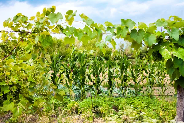 Winorośl Zielonymi Winogronami Ogrodem Warzywnym Tle — Zdjęcie stockowe
