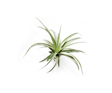 Beyaz arka planda atmosferik tilki (Tillandsia Brachycaulos) izole edilmiş