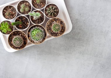 Kaktüs ve sulu bitkiler tepside küçük kağıt bardaklarda toplanır. Ev bahçesi. Düz yerde, üst tarafta. Boşluğu kopyala