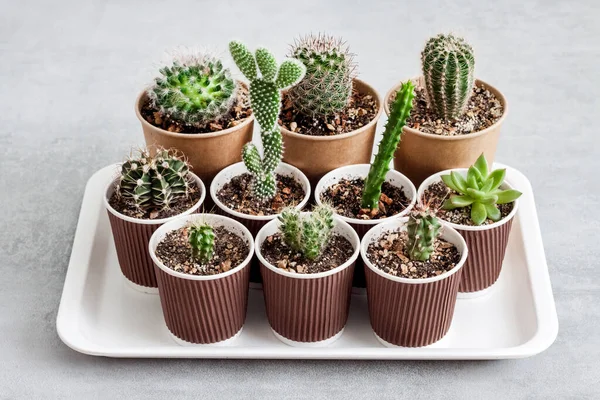 Collection Cactus Plantes Succulentes Dans Petites Tasses Papier Sur Plateau — Photo