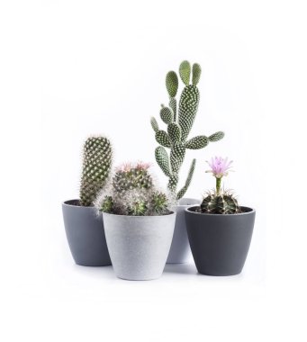 Beyaz arka planda bulunan çeşitli kaktüsler (Gymnocalycium mihanovichii, Mammillaria, Opuntia microdasys) izole edilmiştir.