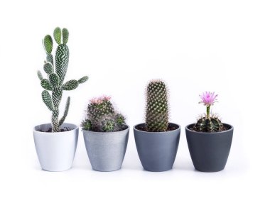 Beyaz arka planda bulunan çeşitli kaktüsler (Gymnocalycium mihanovichii, Mammillaria, Opuntia microdasys) izole edilmiştir.