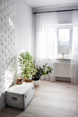 Beyaz ahşap kutu ve Ficus çiçekleri oturma odasının iç kısmında açık renkli saksılarda. Arkaplandaki pencere 