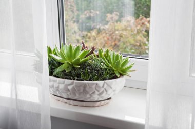 Echeveria ve Haworthia bitkilerini odanın pencere eşiğine sakladım..