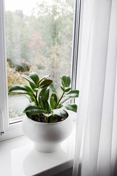 Junge Topfpflanze Ficus Elastica Auf Der Fensterbank Zimmer — Stockfoto
