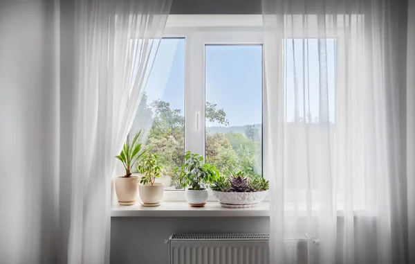 Window with white tulle and potted plants on windowsill. View of nature from the window