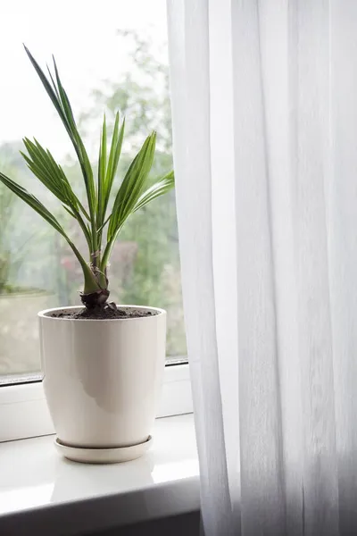 Potted Young Date Palm Plant Windowsill Room — Stock Photo, Image