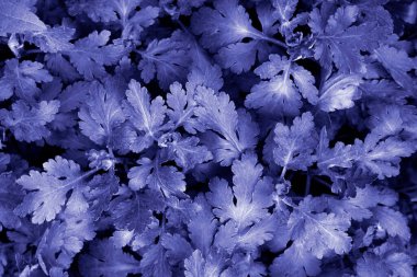 Güzel genç kasımpatı, 2022 'nin çok peri renginde doğal bir arka plan bırakır.