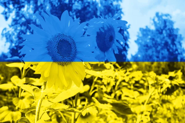 Соняшники Тлі Кольору Українського Прапора — стокове фото