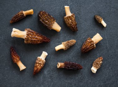 Morel mantarları koyu arkaplanda. Düz yatıyordu