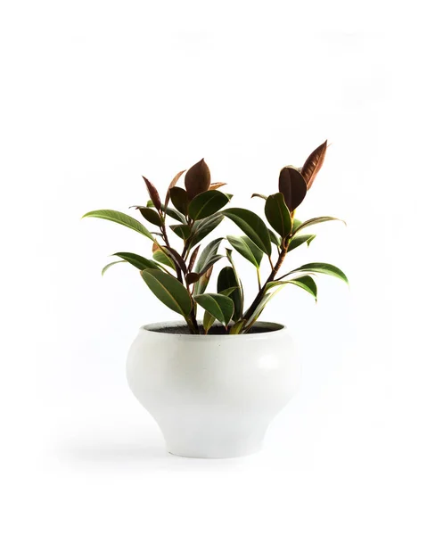 Rubber plant (Ficus elastica Melany) in white flower pot isolated on white background
