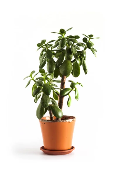 Jade plant (Crassula ovata) in a flower pot isolated on white background.