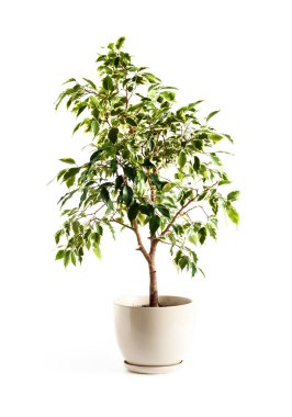 Potted Ficus benjamina plant isolated on white background